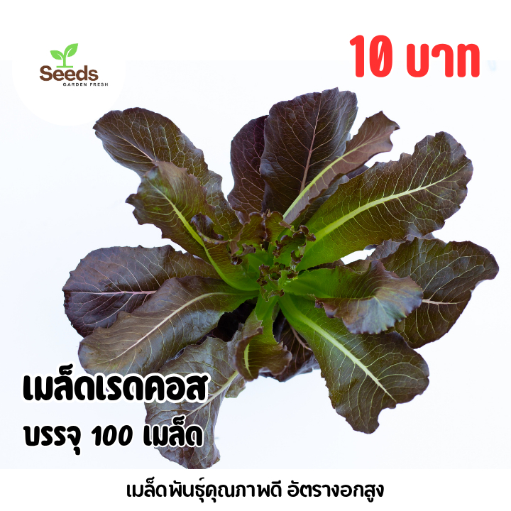 เมล็ดเรดคอส บรรจุ 100 เมล็ด