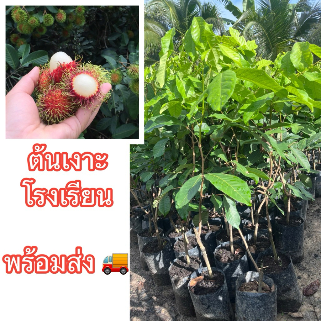 ต้นเงาะโรงเรียน ติดตา ขนาด90-100ซม. เป็นพันธุ์ที่ผู้บริโภคชอบมากที่สุด เนื้อหนา แห้ง กรอบ เนื้อไม่ติดเมล็ด