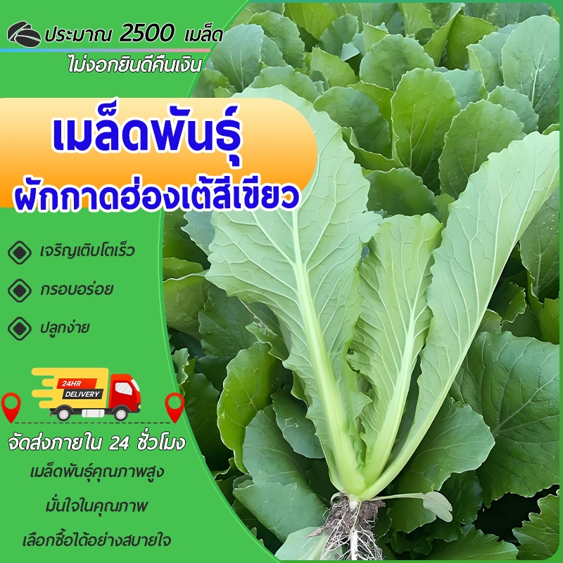 2500 เมล็ด เมล็ดพันธุ์ผักกาดขาวน้อย เมล็ดผักกาดขาวน้อย งอกง่าย โตไว พุ่มใหญ่