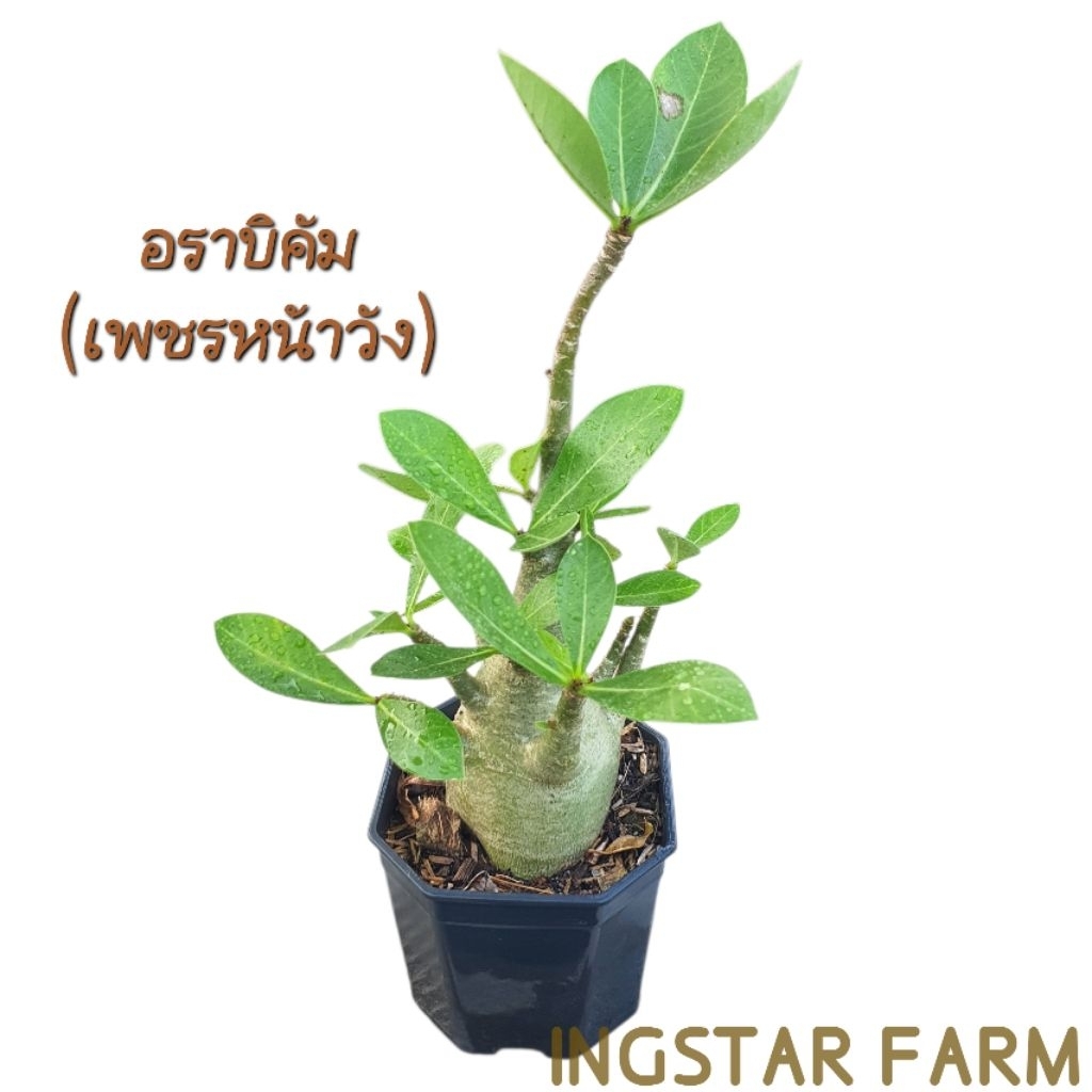 🌱ต้นชวนชม สายพันธุ์อราบิคัม(เพชรหน้าวัง) ดอกสีชมพูชั้นเดียว ส่งแบบถอนต้นล้างราก