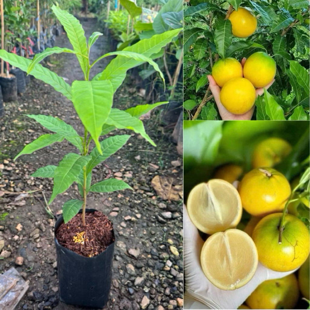 ( 4ต้น 400บาท )Abiu ต้นกล้า เอบิว ผลไม้ทองคำ ต้นเพาะเมล็ด จำนวนพันธ์ใต้หวัน ปลูกง่าย ออกผลผลิตภายใน2-3ปี