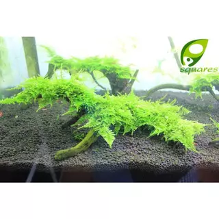 คริสมาสต์มอส(Christmas Moss)