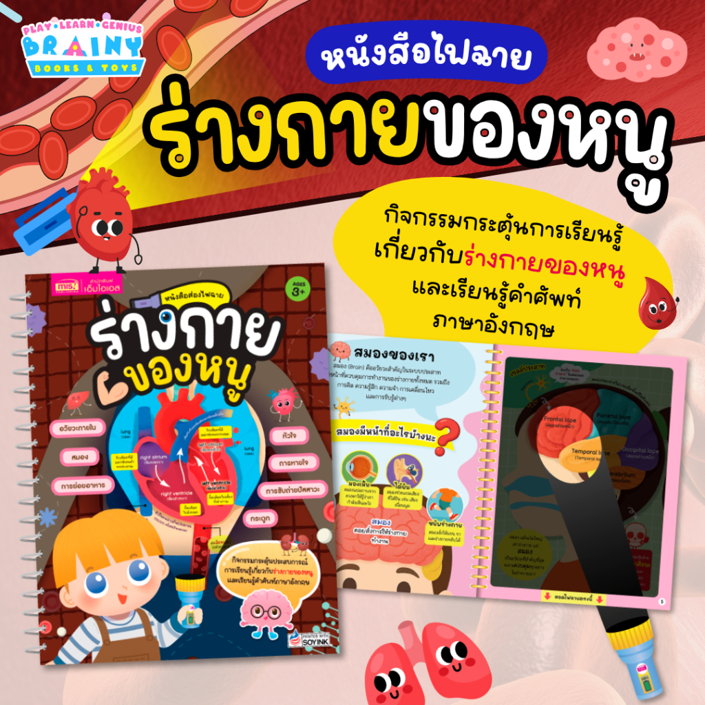 BrainyToys หนังสือส่องไฟฉาย ร่างกายของหนู
