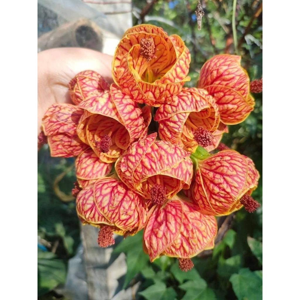 ต้นชบาโคมญี่ปุ่น ชบาโคมจีน ต้นชำพร้อมปลูก สูง 30-80 เซนติเมตร