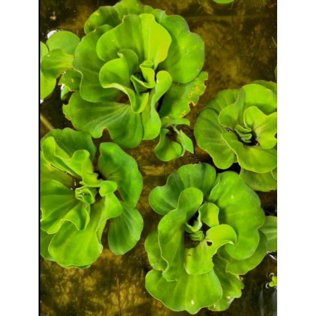 ดอกจอกกุหลาบ 1ชุด 9 ดอกใส่อ่างปลาหรือตู้ปลาเพิ่มออกซิเจนในน้ำ