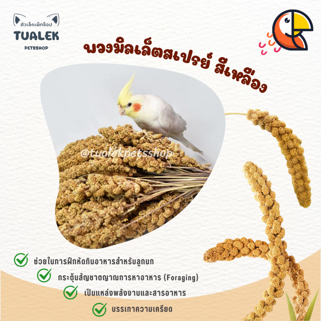 [เกรดA พวงใหญ่สวย] Yellow Millet, Millet Spray พวงมิลเล็ตสเปรย์ มิลเล็ตสเปรย์ สำหรับนก สัตว์ฟันแทะ แฮมสเตอร์