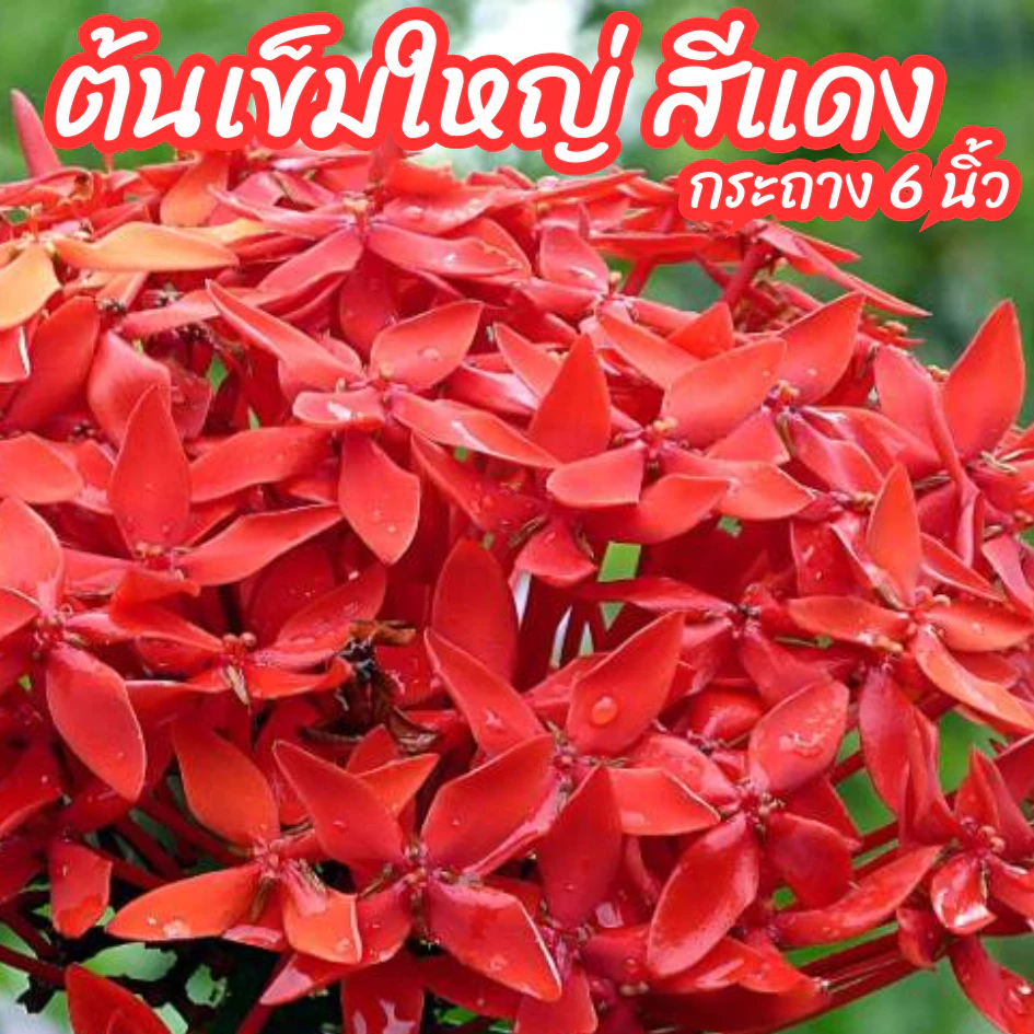 ต้นเข็มใหญ่ เข็มดอกใหญ่ สีแดง เข็มแดงใบใหญ่ ขนาดกระถาง 6 นิ้ว