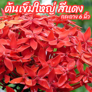 ต้นเข็มใหญ่ เข็มดอกใหญ่ สีแดง เข็มแดงใบใหญ่ ขนาดกระถาง 6 นิ้ว