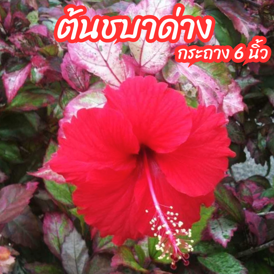 ต้นชบาด่าง ดอกสีแดง ใบด่าง ชบาสามสี ไม้ทนแดด ขนาดกระถาง 6 นิ้ว