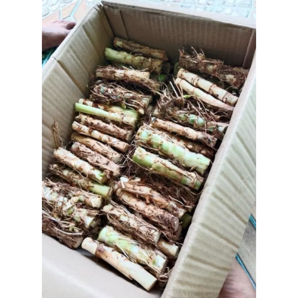หญ้าหวานอิสราเอล 100 ท่อน แถมฟรี 10 ท่อน โปรตีนสูงกว่าหญ้าทั่วไป ปลูกง่าย แตกกอไว