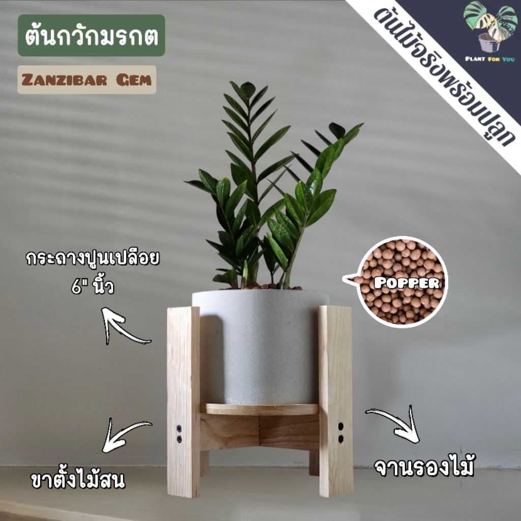 🌿กวักมรกต (ZZ Plant)(ต้นไม้ฟอกอากาศ) ต้นสูง25-30+ซม. ครบชุดพร้อมปลูก