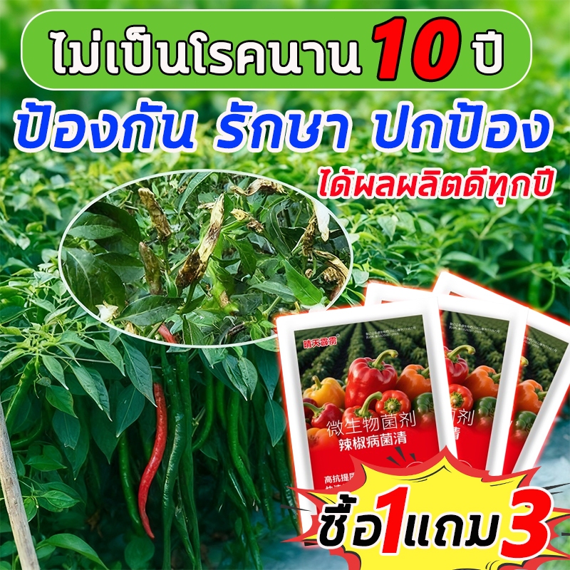 ซื้อ1แถม3 วัคซีนพืชป้องกันโรคพริกเน่า โรคกุ้งแห้ง โคนเน่า ใบหยิก ใบเหลือง โรคพริก เชื้อรา เชื่อไวรัส ป้องกันโรคพริกเน่า