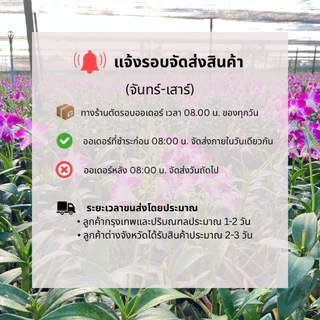 ดอกกล้วยไม้สุรีย์พีชน้ำหนัก 1 กิโลกรัม | บ้านสวนแม่เงาะ | Baansuanmaengor