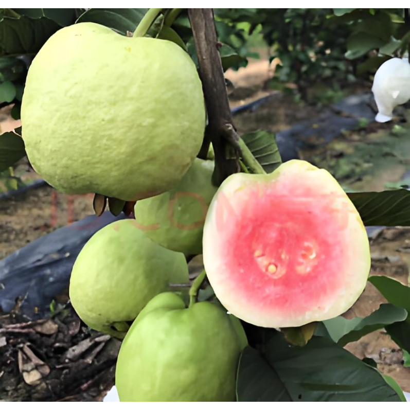 ปลูกง่าย ฝรั่ง บรรจุ 30เมล็ด Bonsai Guava Seeds Fruit Seeds for Planting ปลูกง่าย อัตราการงอกสู
