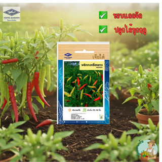 พริกกะเหรี่ยงยาว CT/OP-106 ผักซอง เจียไต๋  พริก เมล็ดพันธุ์ผ…