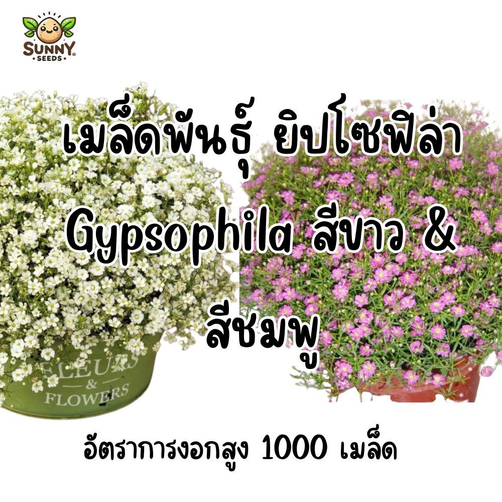เมล็ดพันธุ์ ยิปโซฟิล่า Gypsophila สีขาว & สีชมพู (Baby’s Breath) เมล็ดคุณภาพ 1000 เมล็ด