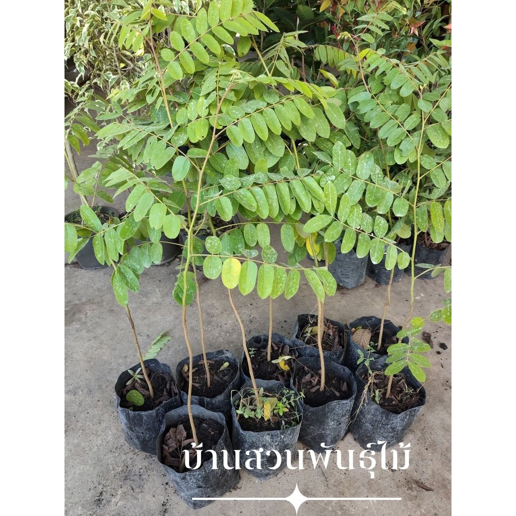 ต้นกัลปพฤกษ์ ต้นเพาะเมล็ด สูง 70-90 ซม. จัดชุด 2 ต้น