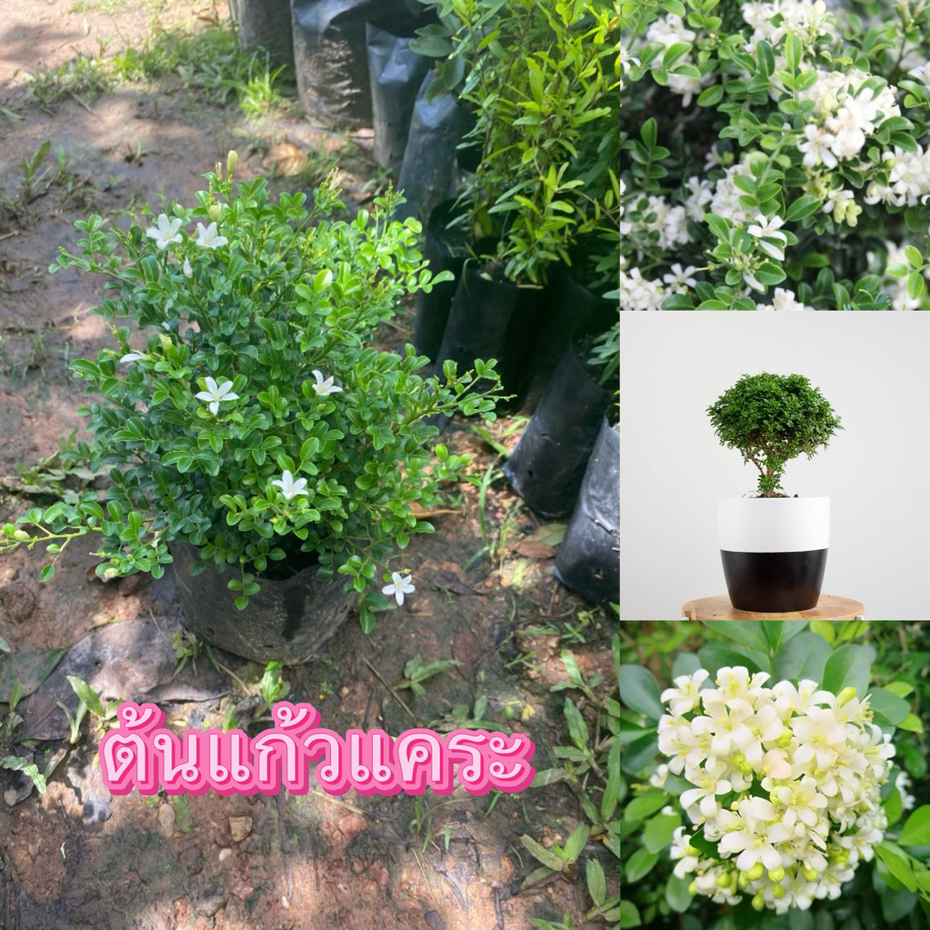 ต้นแก้วแคระ ราคาต้นละ 95 บาทพร้อมส่ง