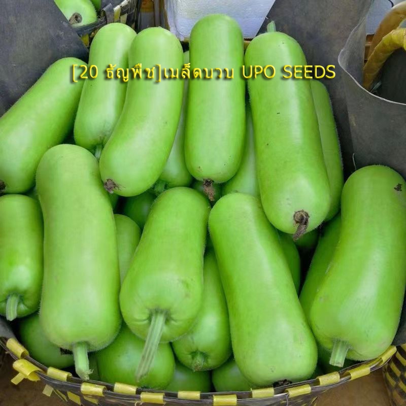 [20 เมล็ด] เมล็ดบวบ เมล็ดสีเขียว เมล็ด UPO SEEDS เมล็ดบวบเขียว