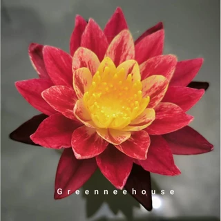 Bangkok Ring of Fire บัวฝรั่งสีสดเข้มสวยสะดุดตามาแล้วจ้า( New!!)