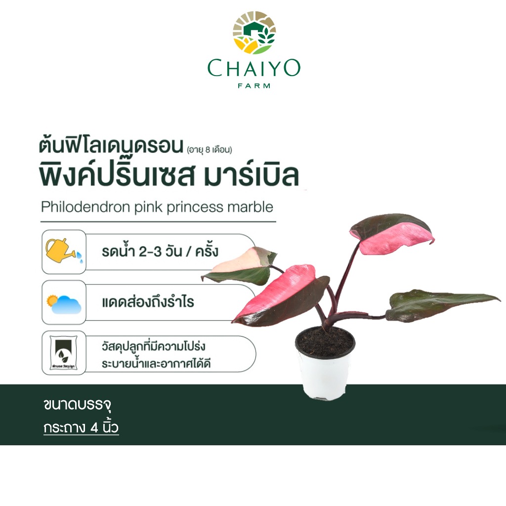 ต้นฟิโลเดนดรอน พิงค์ปริ๊นเซส และ ไวท์ปริ๊นเซส มาร์เบิล  กระถาง 4 และ 6 นิ้ว Philodendron Pink & White princess marble