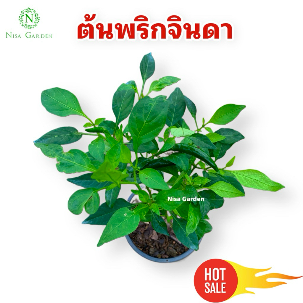 Nisa Garden ต้นพริกจินดา มีดอก มีผล พร้อมทานได้เลย ส่งพร้อมกระถาง 5 นิ้ว ต้นมีรากพร้อมดิน