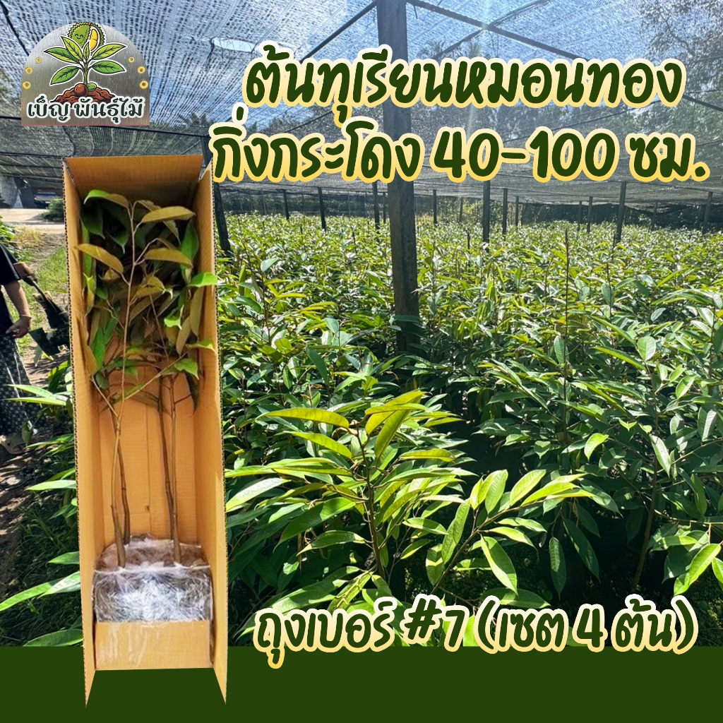 ( พร้อมส่ง ) เซ็ตขายดี 4 ต้น ต้นทุเรียนหมอนทอง กิ่งกระโดง ถุงเบอร์ #7 ปลูกง่าย โตไว สำหรับสวนทุเรียน