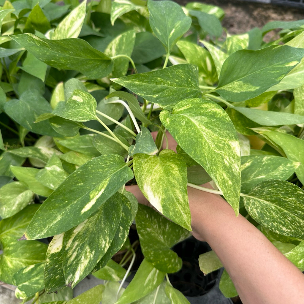 Epipremnum Pinnatum Variegated Yellow No.2 เลี้ยงน้ำได้ อิพิเพรมนั่ม อิพิด่างเหลือง รากแน่นแข็งแรง