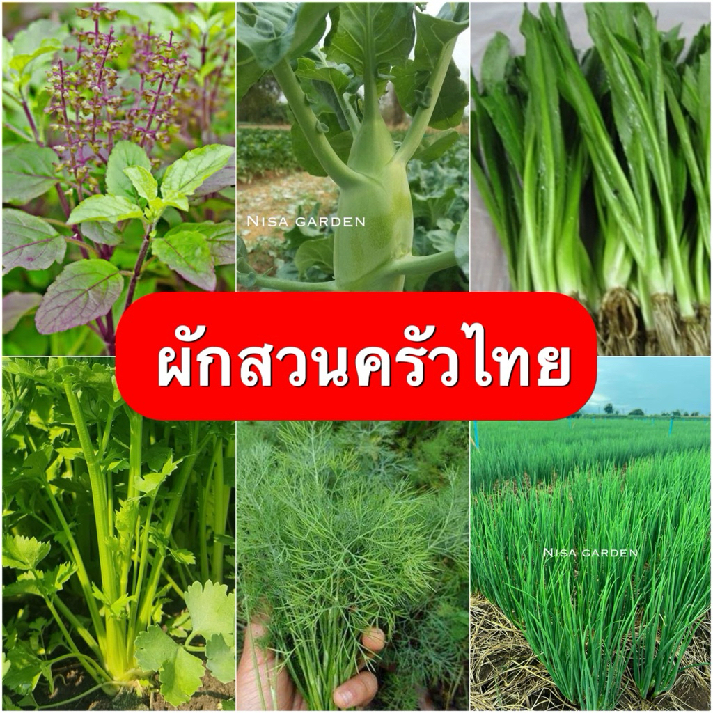 Nisa Garden เมล็ดพันธุ์ ผักสวนครัว ล็อตใหม่ อัตราการงอกสูง สิ้นอายุทำพันธุ์ 2570