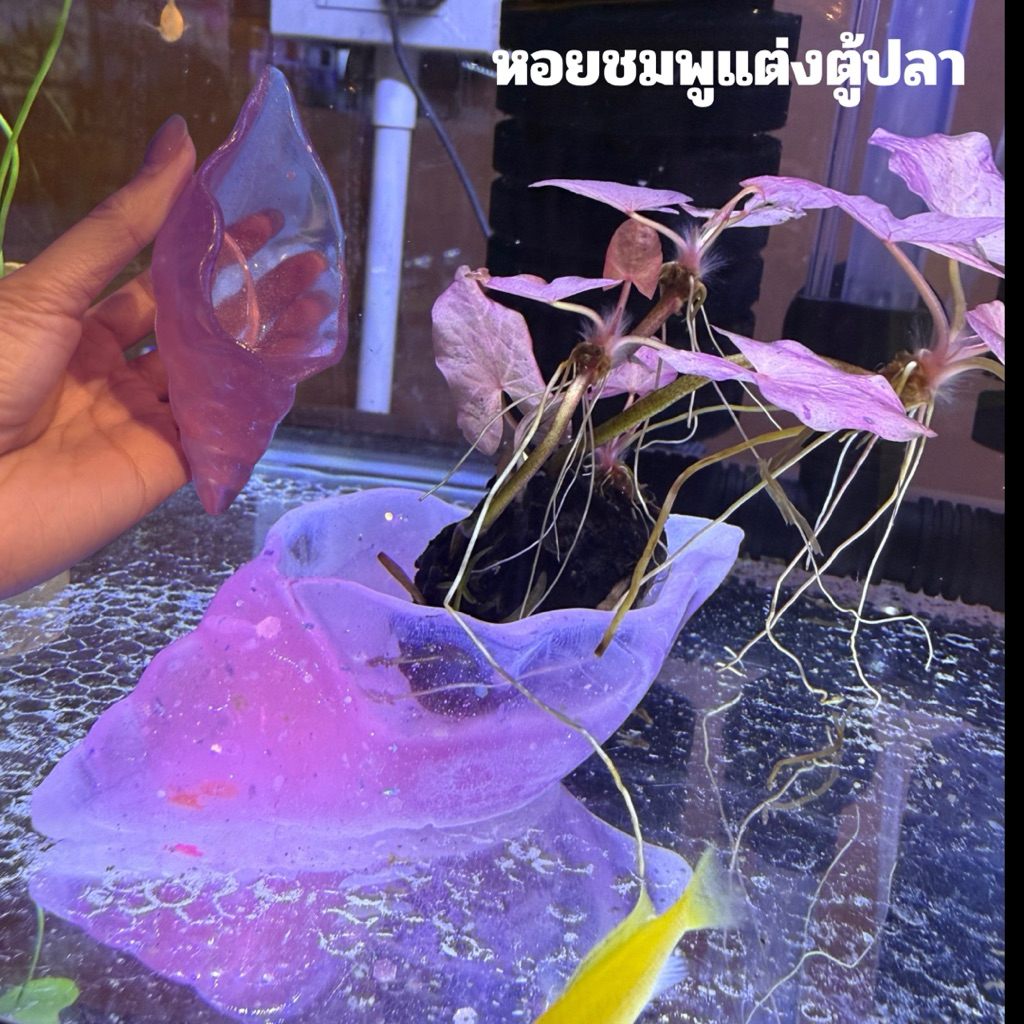 หอยชมพูแต่งตู้ปลา สินค้าน่ารักมาก🧜‍♀️💕