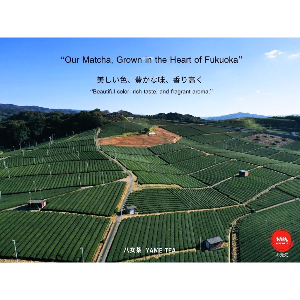 Nutty Matcha นัตตี้มัทฉะ Cafe Grade จากเมืองยาเมะ ฟุกุโอกะ ชาเขียวมัทฉะ นัตตี้มัทฉะ - รูปที่ 3