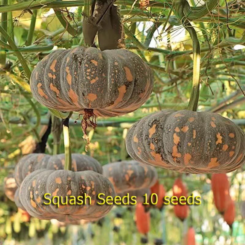 เมล็ดพันธุ์ ฟักทอง ลองไอแลนด์ ชีส Squash Seed 10 เมล็ด คุณภาพดี ราคาถูก อัตราการงอกสูง