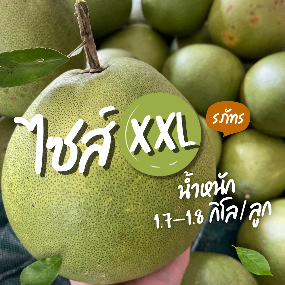 [หน้าร้อนไซส์นี้อร่อย!] ส้มโอขาวใหญ่อัมพวา ไซส์ 2XL ขนาด 1.7-1.8 kg/ลูก