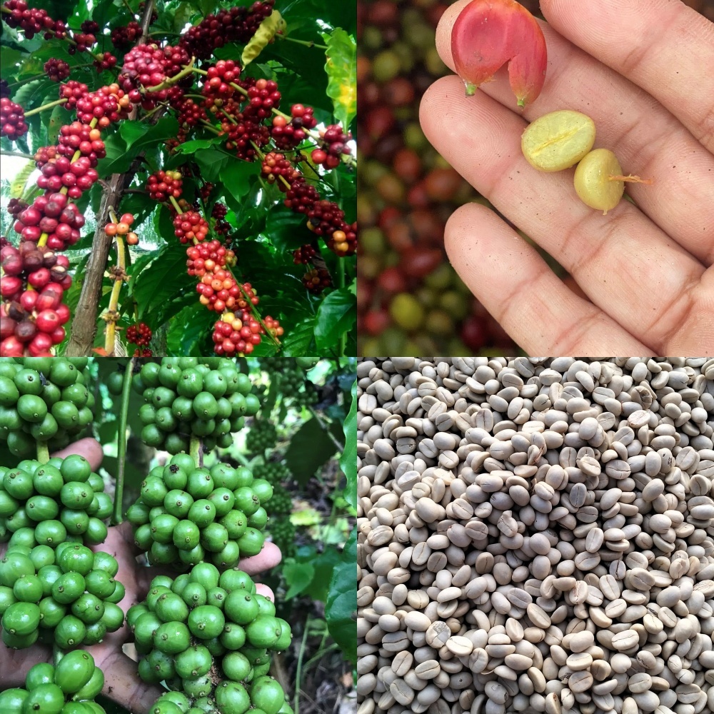 เมล็ดกาแฟโรบัสต้า สำหรับเพาะ เมล็ดพันธุ์ โรบัสต้า Robusta seeds 🍒 100 เมล็ด แถม 20 เมล็ด เพาะง่าย ให้ผลผลิตใน 2-3 ปี