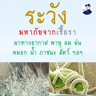 ไตรโคเดอร์มา Gongza กำจัดเชื้อรา รากเน่า โคนเน่า ไฟทอปธอรา แอนแทรคโนส ชีวภัณฑ์เกษตรอินทรีย์ ปลอดภัยต่อคน สัตว์เลี้ยง โลก