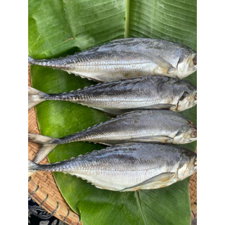 ปลาหางแข็งเค็ม ตากแห้ง สด ใหม่ สะอาด ไม่เค็มมาก อร่อย 3-4ตัวโล