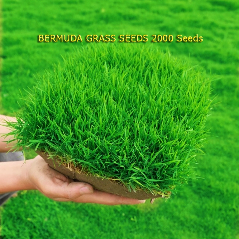 ปลูกง่าย ปลูกได้ทั่วไทย (2000 เมล็ด/ซอง) เมล็ด หญ้าเบอร์มิวด้า Bermuda Grass Seeds Garden Decor Green Grass Seeds