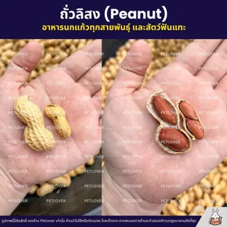 ถั่วลิสง Peanut เกรดA นำเข้า อาหารนกแก้ว อาหารหนูแฮมสเตอร์ และสัตว์ฟันแทะ (แบ่งขาย 500G / 1KG)