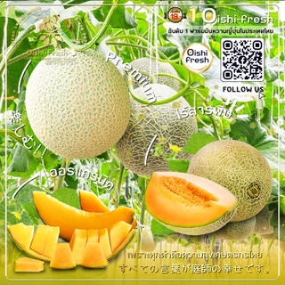 🇹🇭Oishi-fresh🍈แคนตาลูป หวานจัด ปลอดสารพิษ รสชาติกรอบ สด ใหม่ ใยอาหารสูง หวานออร์แกนิค เคลมได้ 1-2 วัน