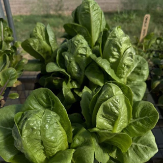 🌱🌱เมล็ดพันธุ์สลัดกรีนคอส🌱🌱 100 เมล็ด ซื้อ 5เเถม1 คละได้ท้้งร้าน