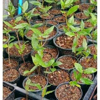 เมล็ดพันธุ์ เบรีฟ (Bay leaf seeds) นำเข้าแท้ 100%ของแท้2เมล็ด 109บาท