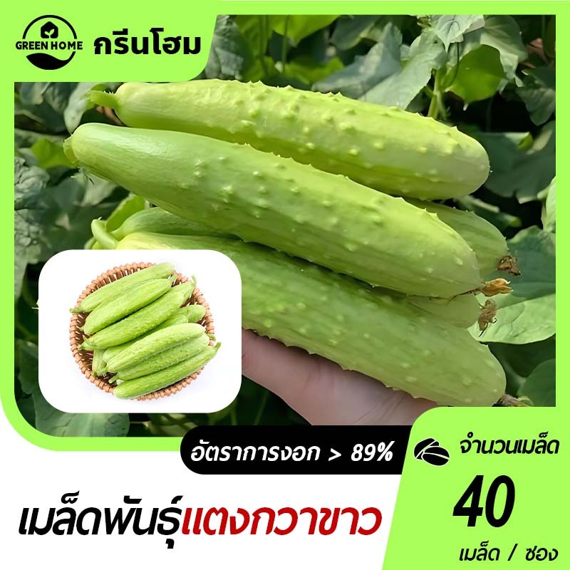 40 เมล็ด เมล็ดพันธุ์แตงกวาหยกขาว ซองใหญ่ ลูกดก ผลใหญ่