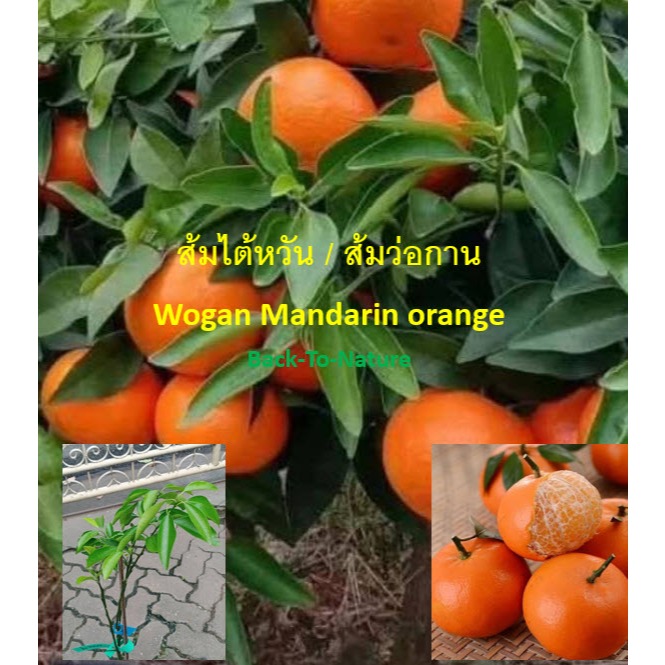 ต้น ส้มว่อกาน Wogan mandarin ส้มหวานไต้หวัน สูง 40-80 ซ.ม. ต้นเสียบยอด แข็งแรง พร้อมปลูก