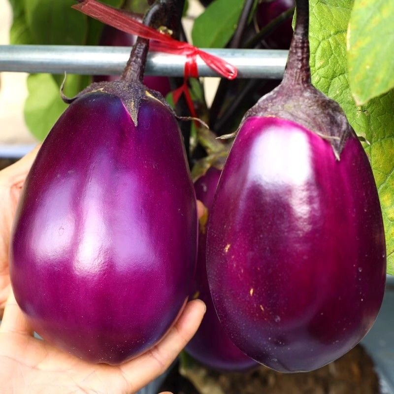 เมล็ดพันธุ์ มะเขือม่วงยักษ์ F1 Black Beauty Eggplant Seed 200เมล็ด/แพ็ค ของแท้100% ปลูกง่าย อัตรางอกสูง เมล็ดมะเขือยา