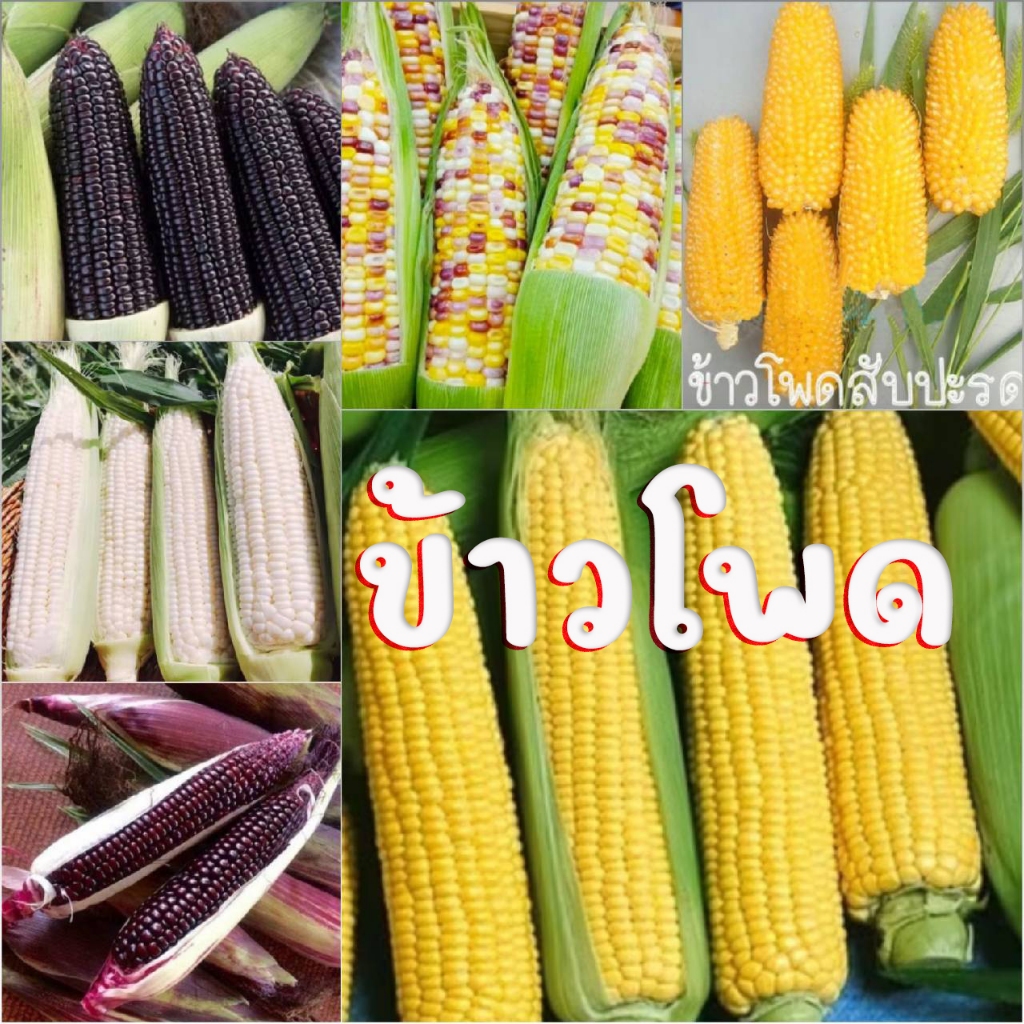 9 บาททุกชนิด เมล็ดพันธุ์ข้าวโพดหลายสายพันธุ์