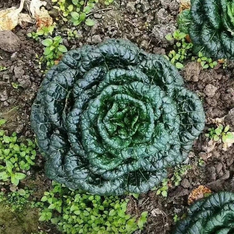 เมล็ดพันธุ์ กวางตุ้งญี่ปุ่น แทตฉ่อย 300เมล็ด/แพ็ค Tatsoi Seed ของแท้100% ปลูกง่าย อัตรางอกสูง เมล็ดพันธุ์ผัก - รูปที่ 2