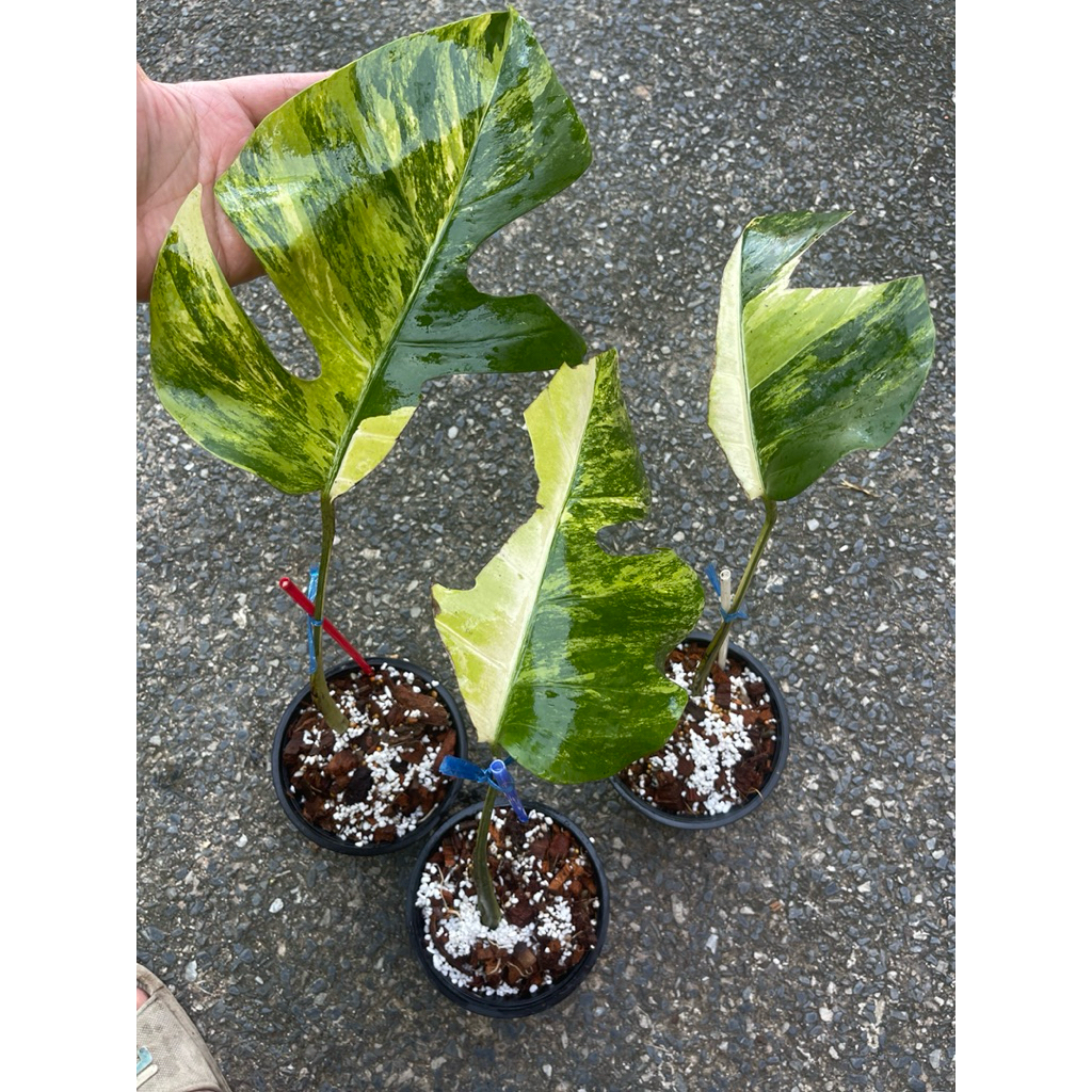 มอนเหลือง มอนออเรีย monstera aurea  ด่างเหลือง ด่างสามสี มอนอูเรีย