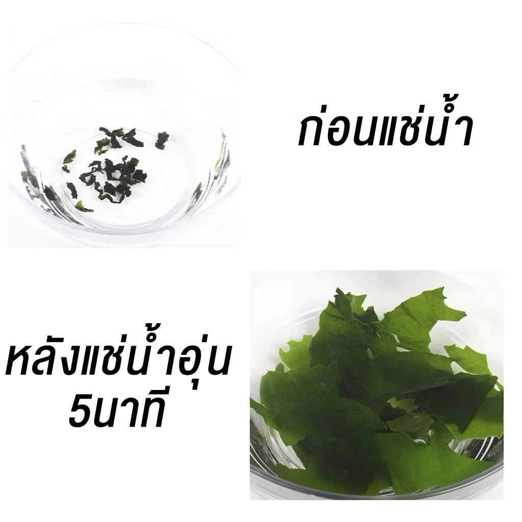 สาหร่ายวากาเมะอบแห้ง สาหร่ายวากาเมะ ขนาด 100gกรัม裙带菜干干 thumbnail 5