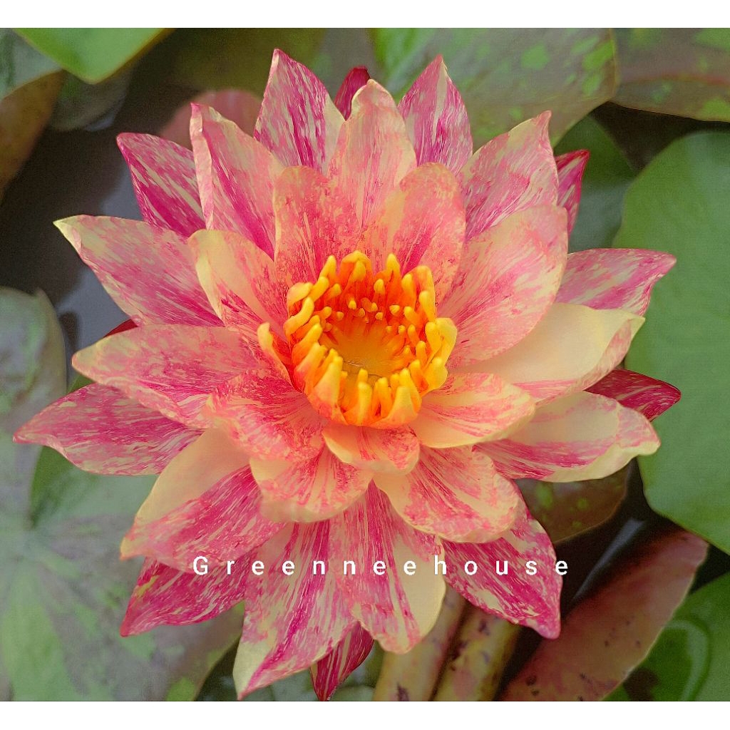 บัวฝรั่ง คริมสัน ไฟร์ ดอกด่างเปย์ลายแดงส้มเหลือง สีสดจัดจ้านมาแล้วจ้า