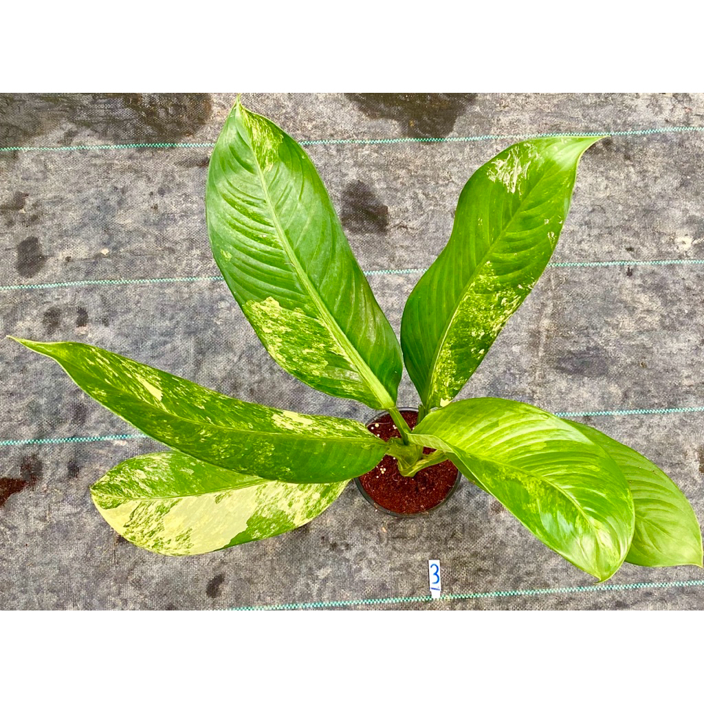 เศรษฐีวิลสัน ด่างสวยมาก